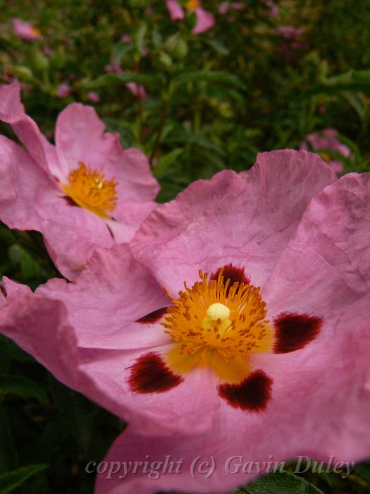 Cistus purpureus 'Brilliancy', Adelaide Botanic Gardens P1080837.JPG